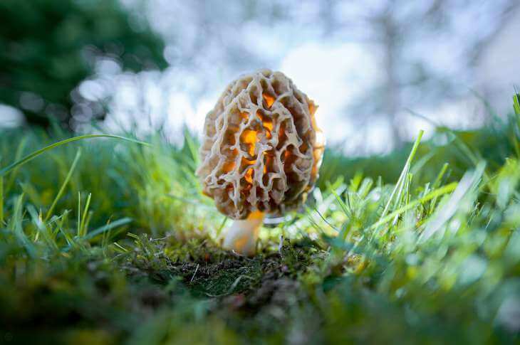 Glowing nerve caked herbal egg on a well-lit forest floor, ready to spring forth with life.