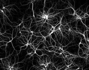 photo of neurons and neural networks firing from creatine