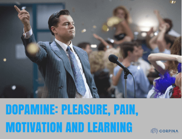 Dopamine pleasure, pain, motivation and learning   Corpina Nootropics