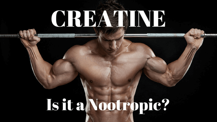 is creatine a nootropic