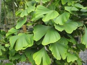 Ginkgo-Biloba