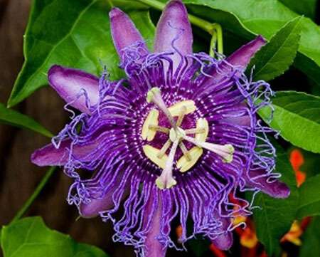 passion_flower