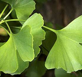 Ginkgo Biloba