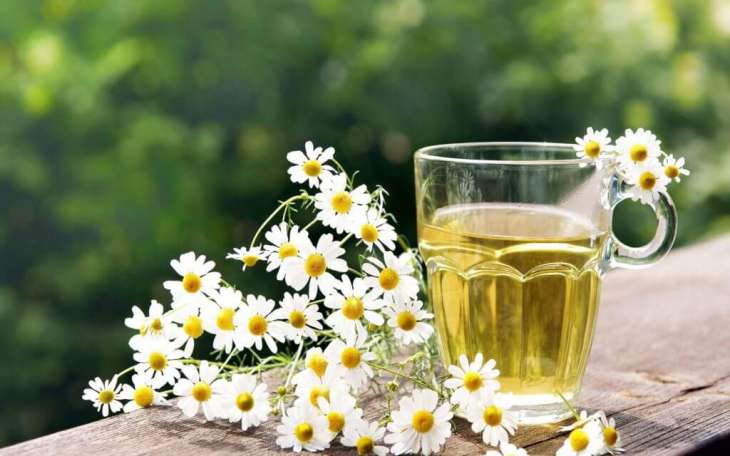 chamomile