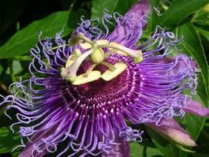 passionflower