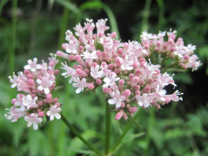 https://corpina.com/wp-content/uploads/2016/10/valerian-flower.jpg