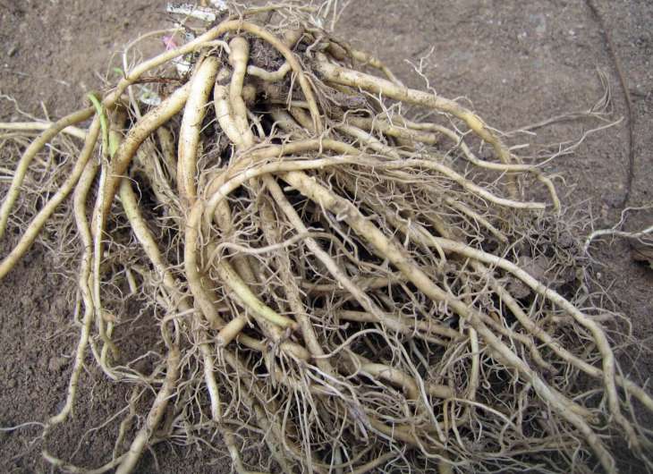 valerian-root-harvest