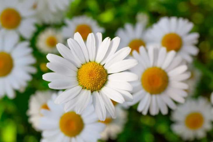 chamomile