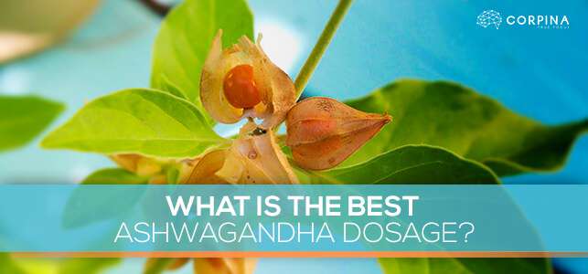 what is the best ashwagandha powder dose