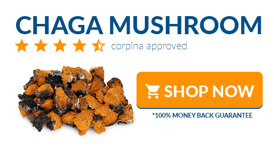 where to buy chaga mushroom online