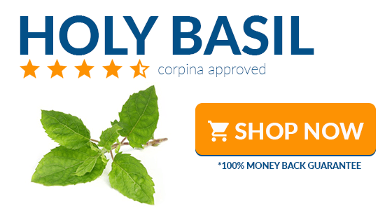 where to buy holy basil online